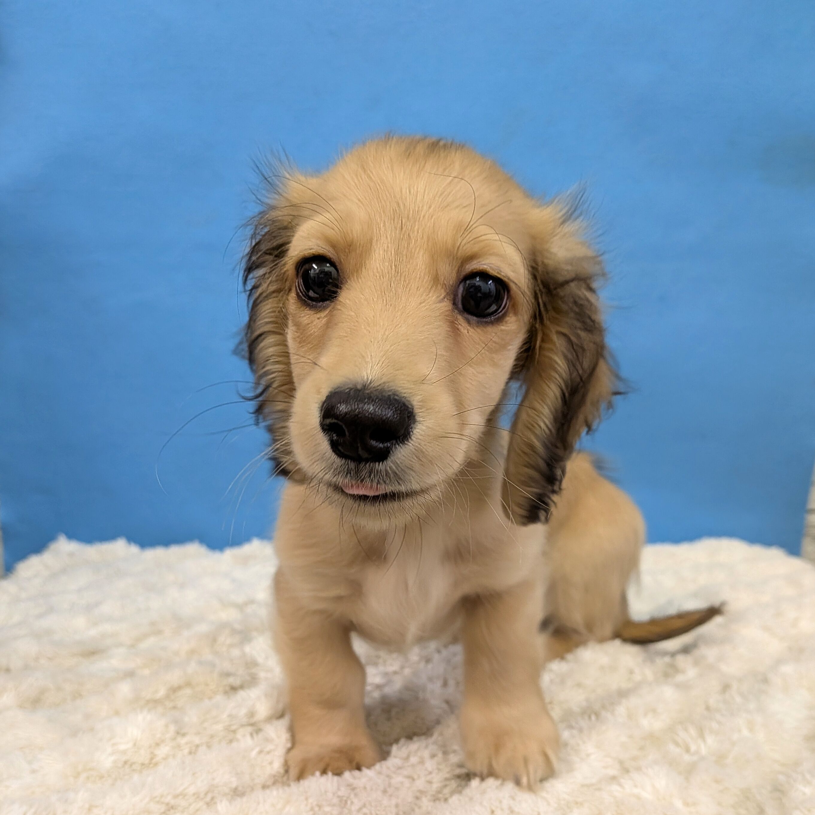 千葉県のチワックス(チワワ×ダックス) (かねだい四街道店/2025年10月23日生まれ/男の子/フォーン)の子犬の1枚目の画像