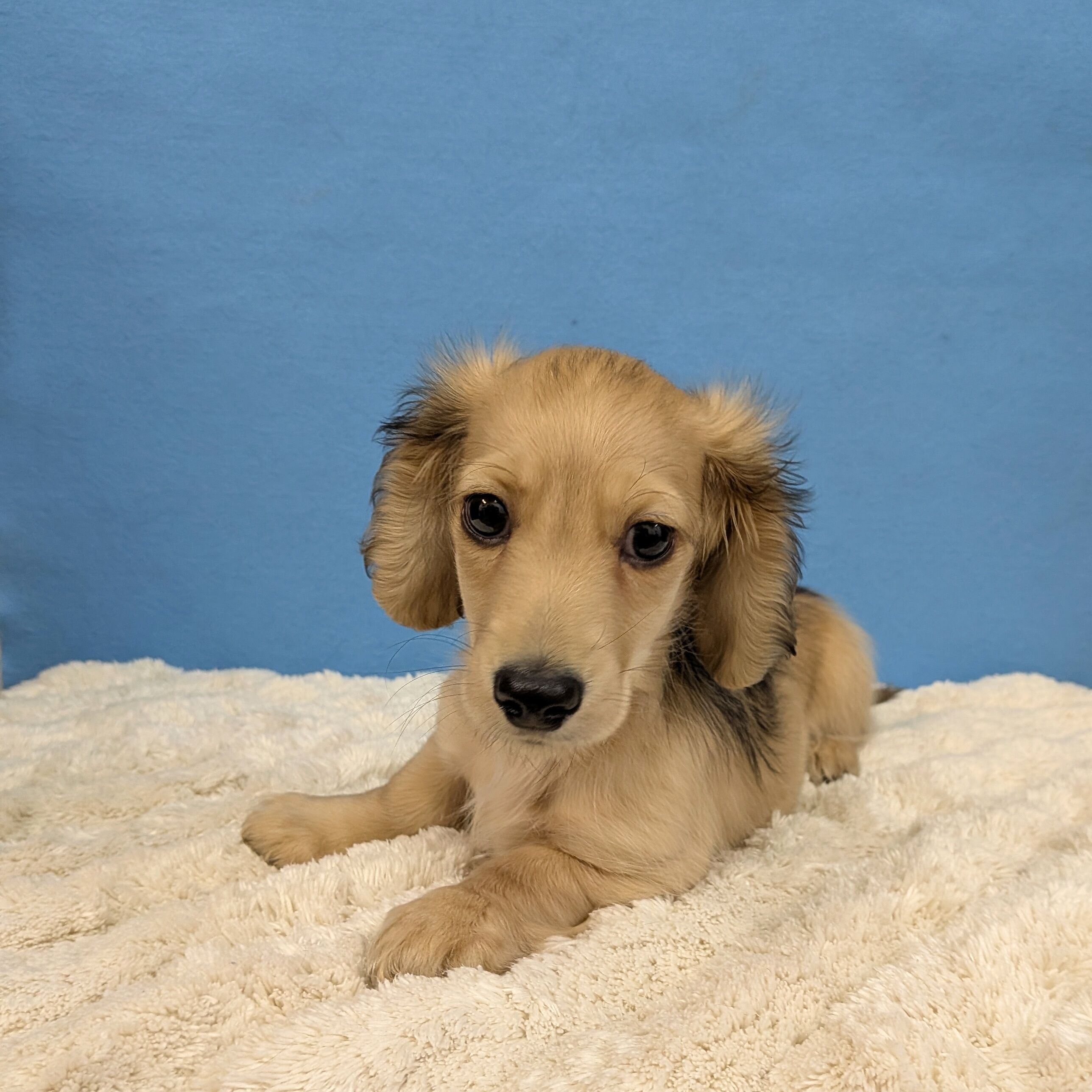 千葉県のチワックス(チワワ×ダックス) (かねだい四街道店/2025年10月23日生まれ/男の子/フォーン)の子犬の2枚目の画像