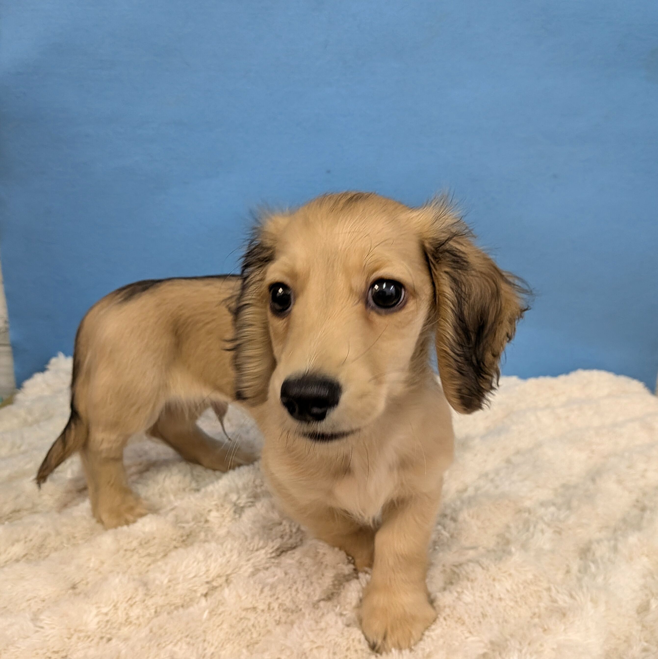 千葉県のチワックス(チワワ×ダックス) (かねだい四街道店/2025年10月23日生まれ/男の子/フォーン)の子犬の3枚目の画像