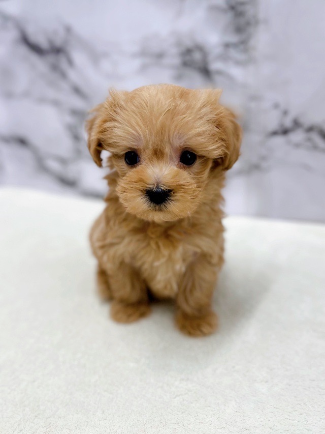 神奈川県のマルプー(マルチーズ×プードル) (かねだい東戸塚店/2025年11月7日生まれ/男の子/アプリコット)の子犬の2枚目の画像