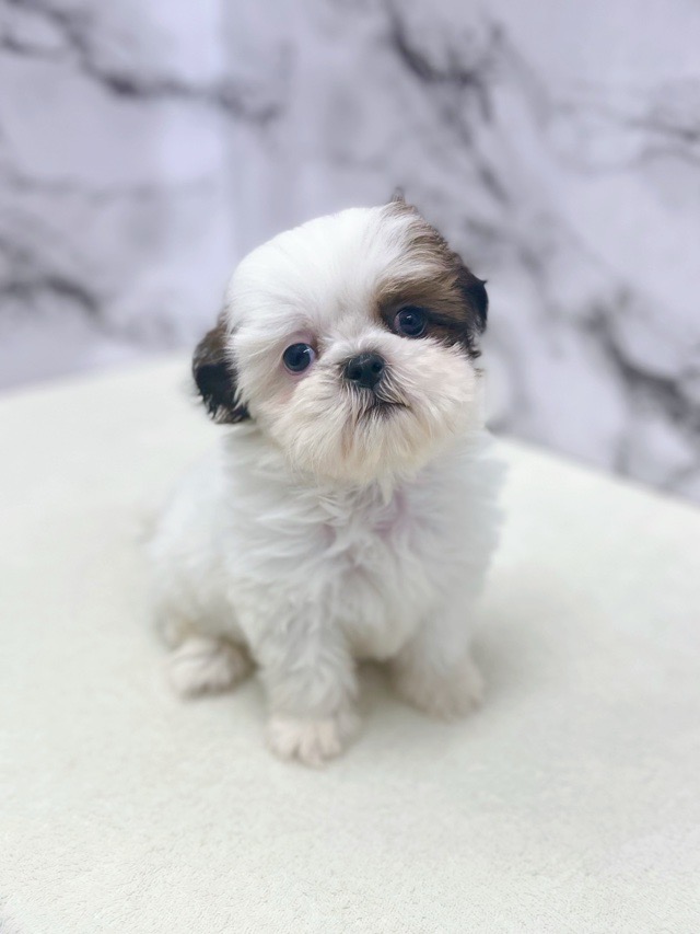 神奈川県のチワズー/チワシーズ(チワワ×シーズー) (かねだい東戸塚店/2025年11月6日生まれ/女の子/ホワイトゴールド)の子犬の1枚目の画像