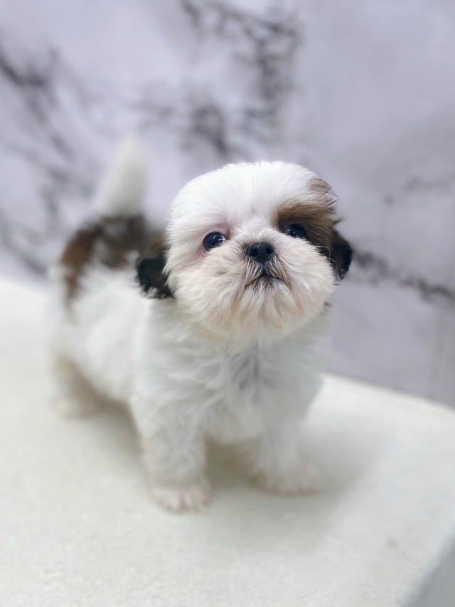 神奈川県のチワズー/チワシーズ(チワワ×シーズー) (かねだい東戸塚店/2025年11月6日生まれ/女の子/ホワイトゴールド)の子犬の2枚目の画像