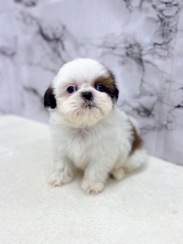 神奈川県のチワズー/チワシーズ(チワワ×シーズー) (かねだい東戸塚店/2025年11月6日生まれ/女の子/ホワイトゴールド)の子犬の3枚目の画像