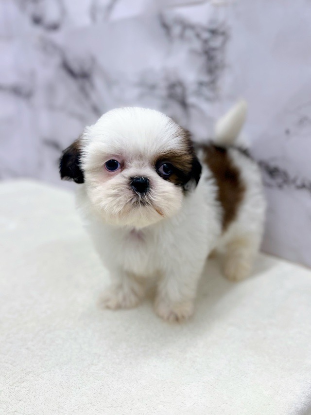 神奈川県のチワズー/チワシーズ(チワワ×シーズー) (かねだい東戸塚店/2025年11月6日生まれ/女の子/ホワイトゴールド)の子犬の4枚目の画像