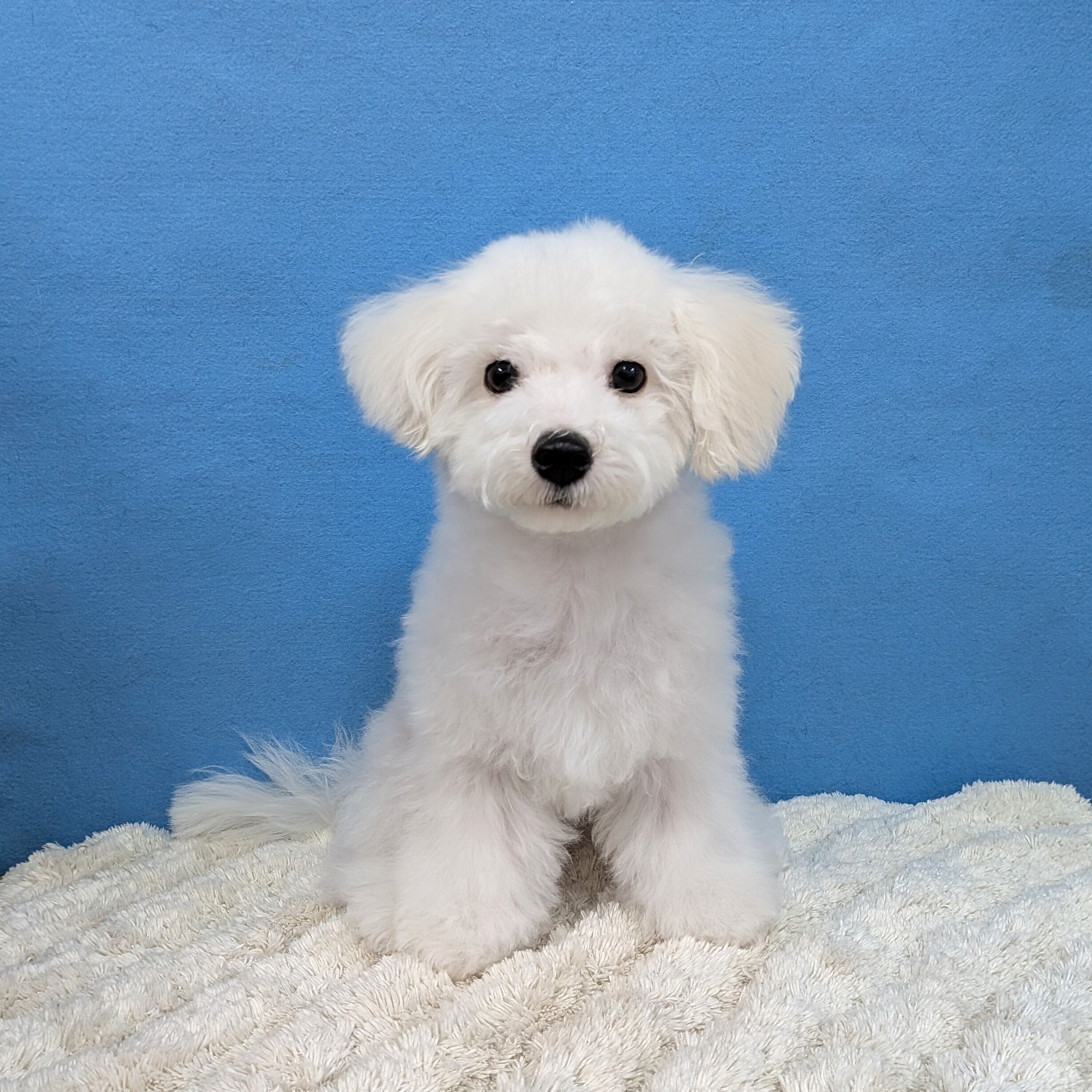 千葉県のビションフリーゼ (かねだい四街道店/2025年8月23日生まれ/男の子/ホワイト)の子犬の1枚目の画像