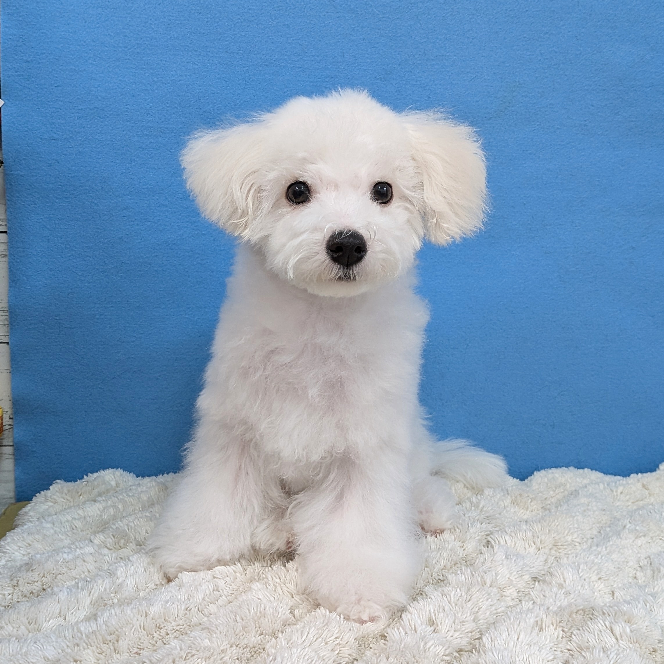 千葉県のビションフリーゼ (かねだい四街道店/2025年8月23日生まれ/男の子/ホワイト)の子犬の2枚目の画像