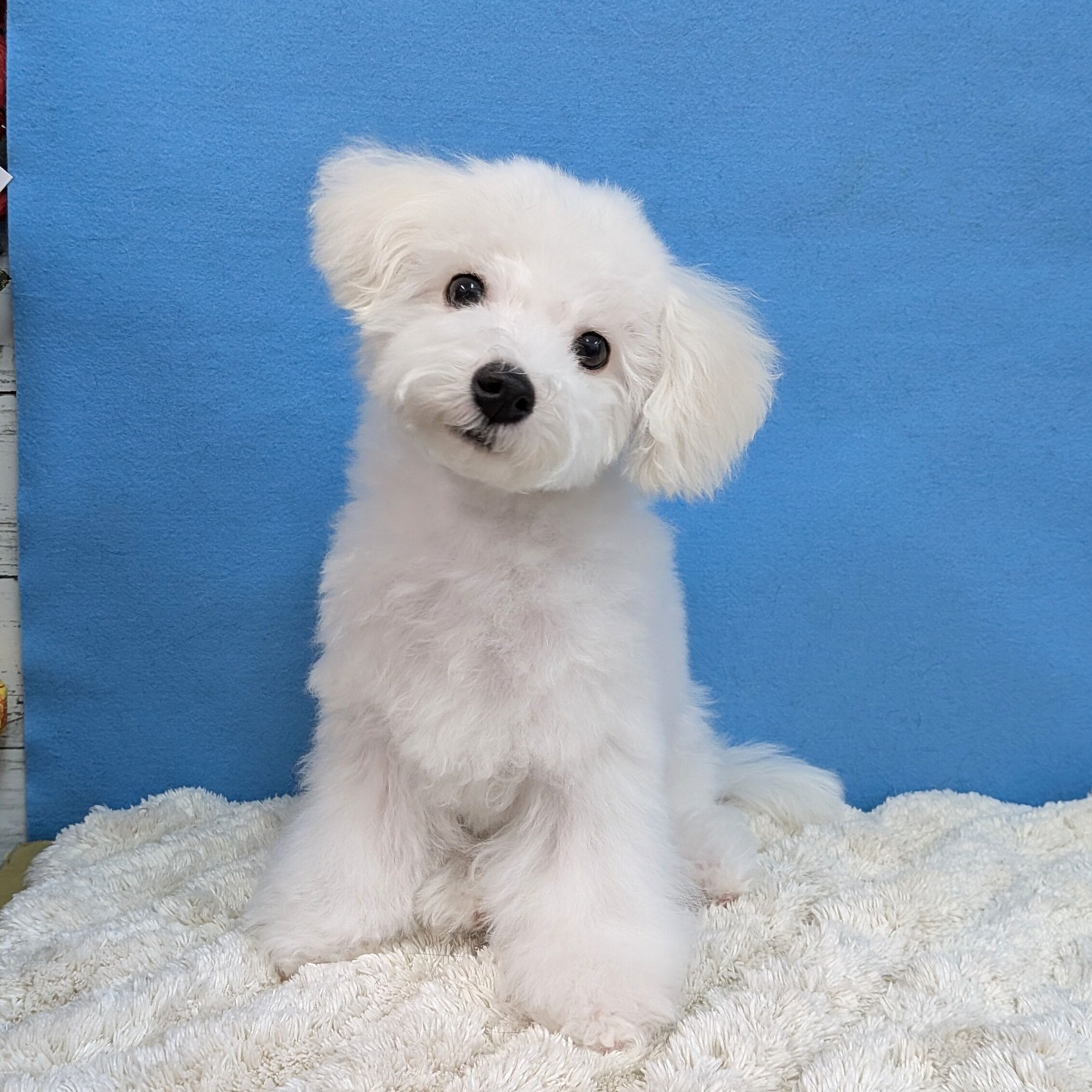 千葉県のビションフリーゼ (かねだい四街道店/2025年8月23日生まれ/男の子/ホワイト)の子犬の3枚目の画像