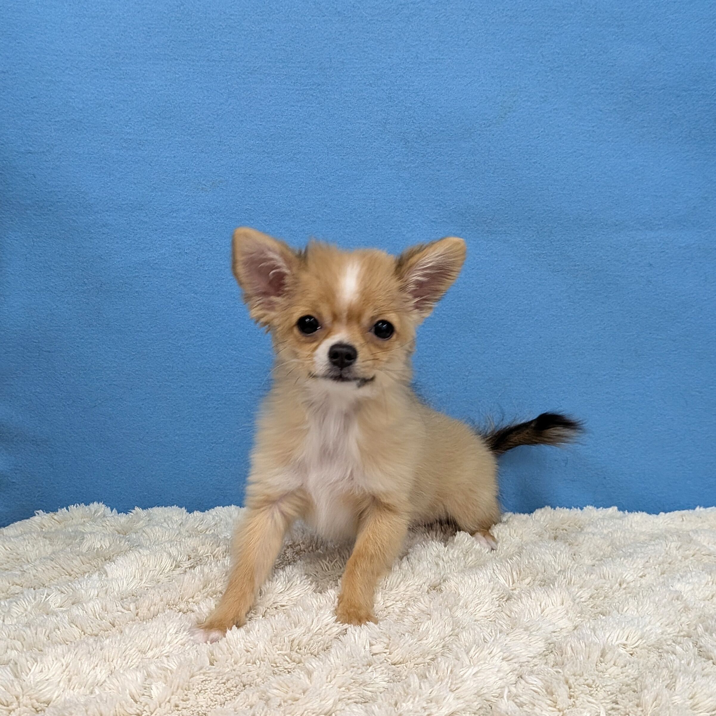 千葉県のチワワ(ロング) (かねだい四街道店/2025年8月30日生まれ/女の子/レッドホワイト)の子犬の3枚目の画像