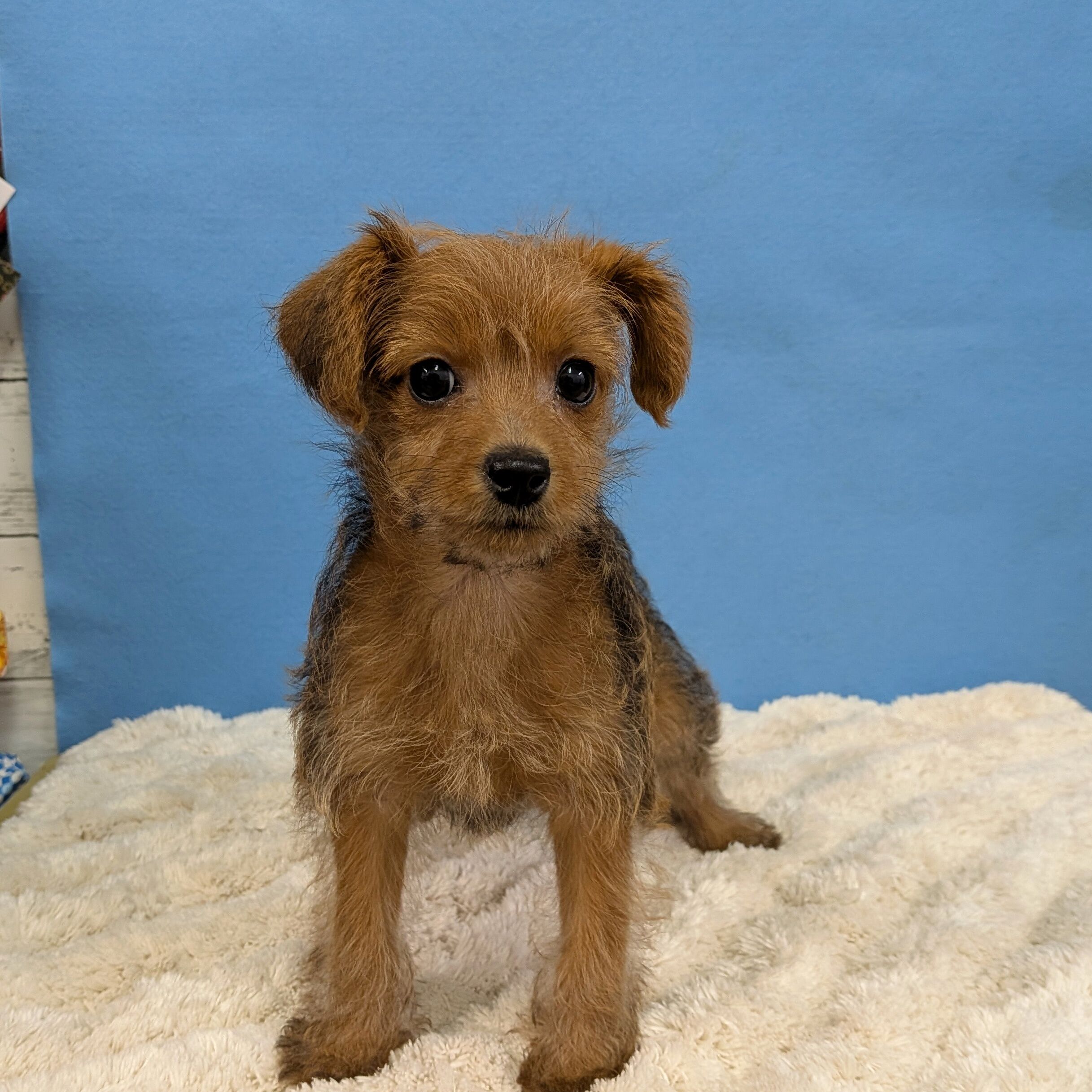 千葉県のハーフ犬・ミックス犬 (かねだい四街道店/2025年10月15日生まれ/女の子/レッド)の子犬の2枚目の画像