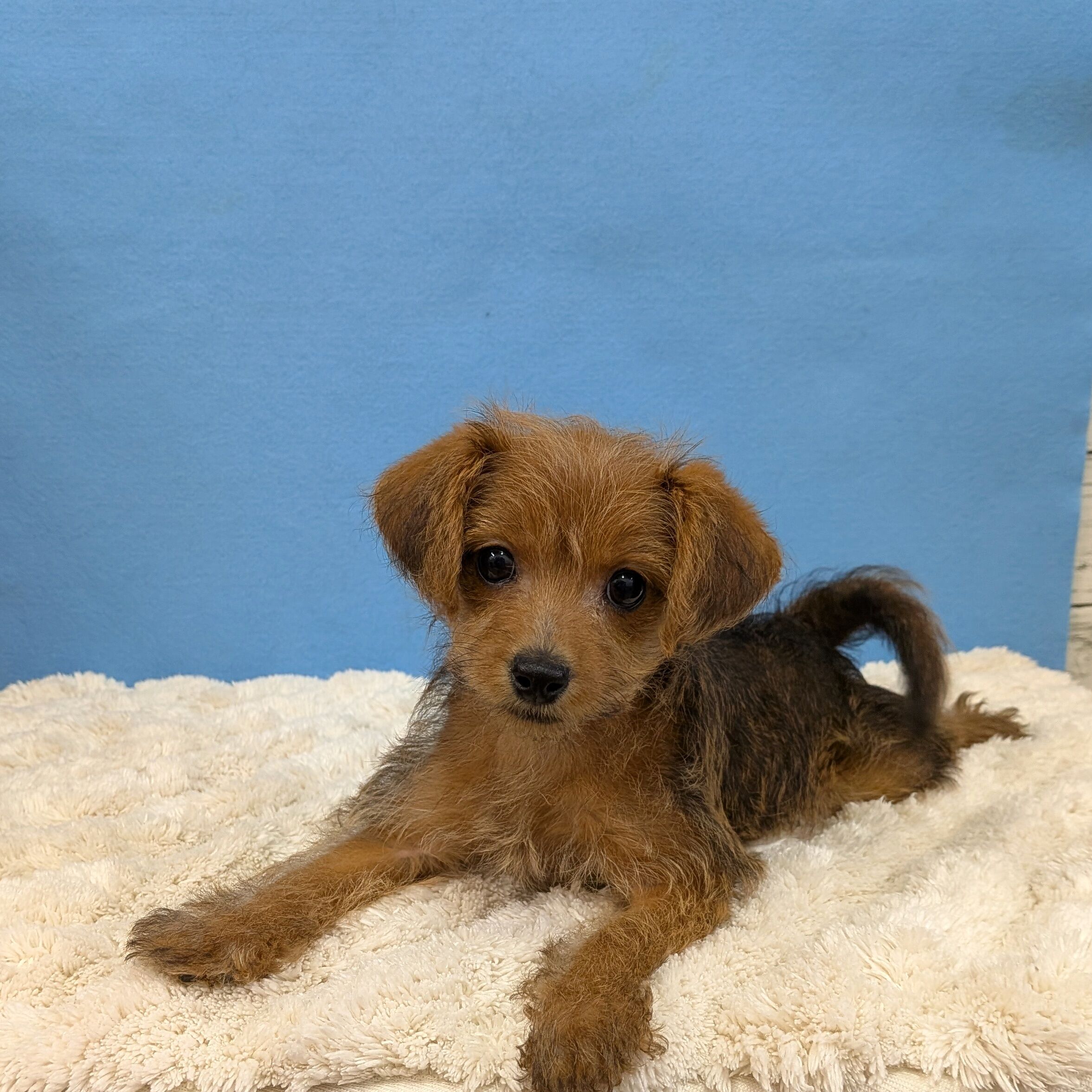 千葉県のハーフ犬・ミックス犬 (かねだい四街道店/2025年10月15日生まれ/女の子/レッド)の子犬の3枚目の画像