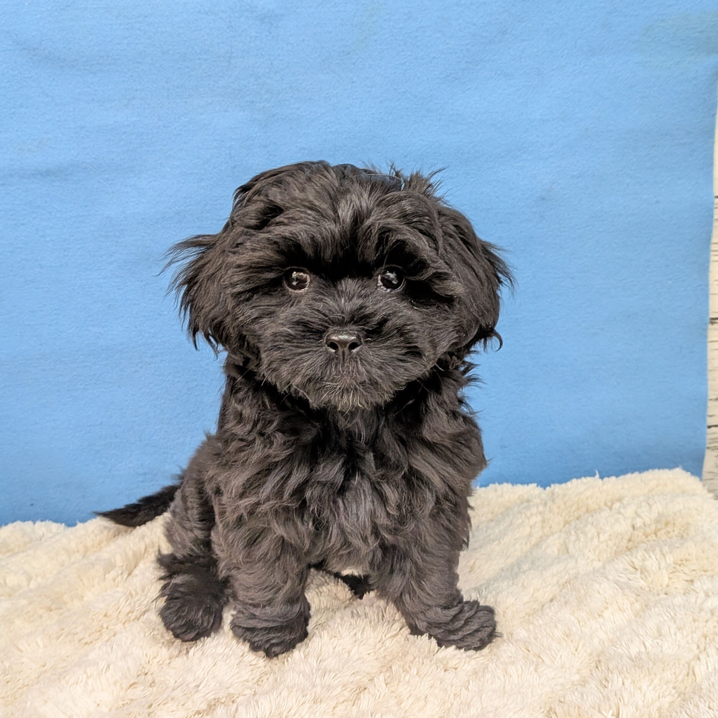 千葉県のハーフ犬・ミックス犬 (かねだい四街道店/2025年10月9日生まれ/女の子/ブラック)の子犬の1枚目の画像