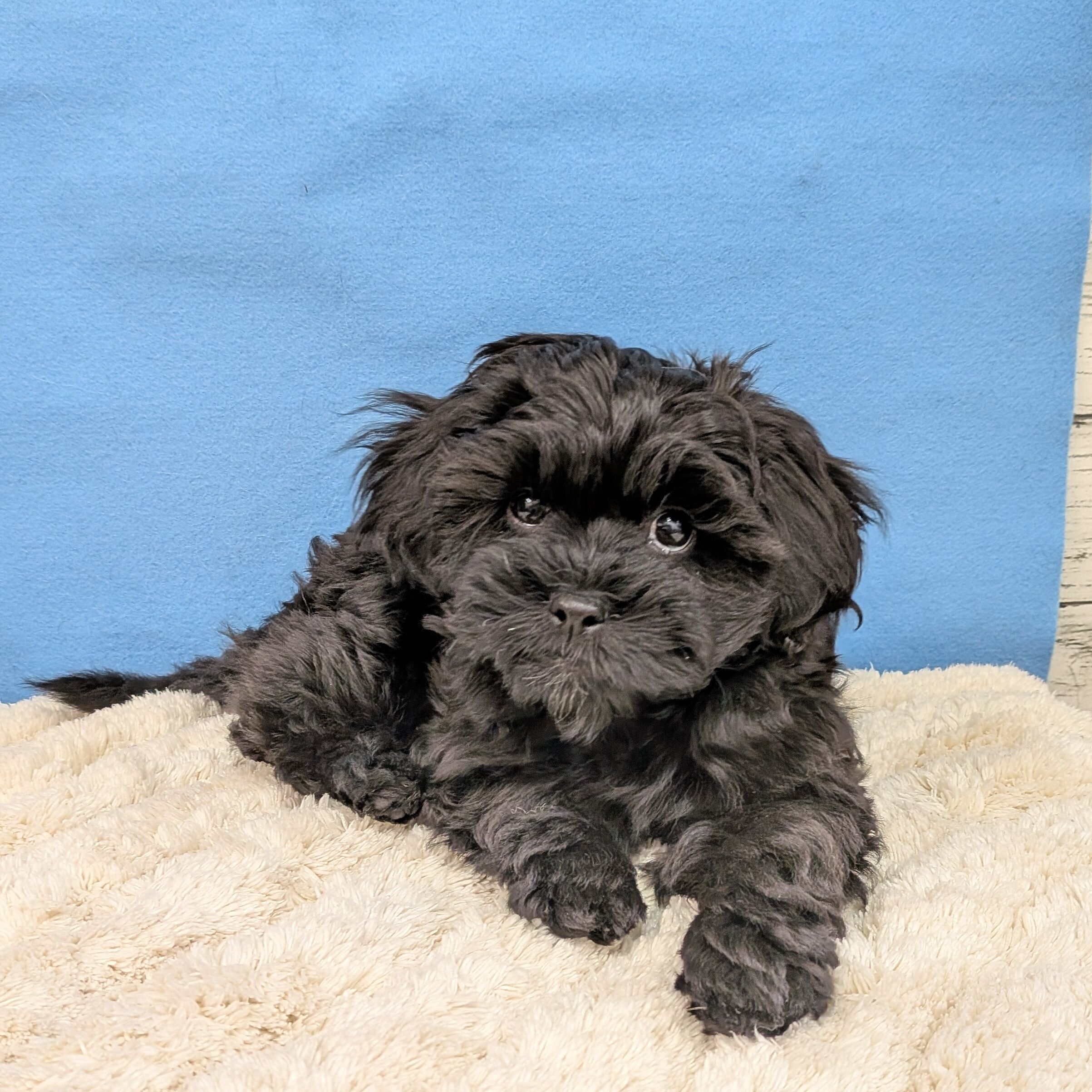 千葉県のハーフ犬・ミックス犬 (かねだい四街道店/2025年10月9日生まれ/女の子/ブラック)の子犬の3枚目の画像