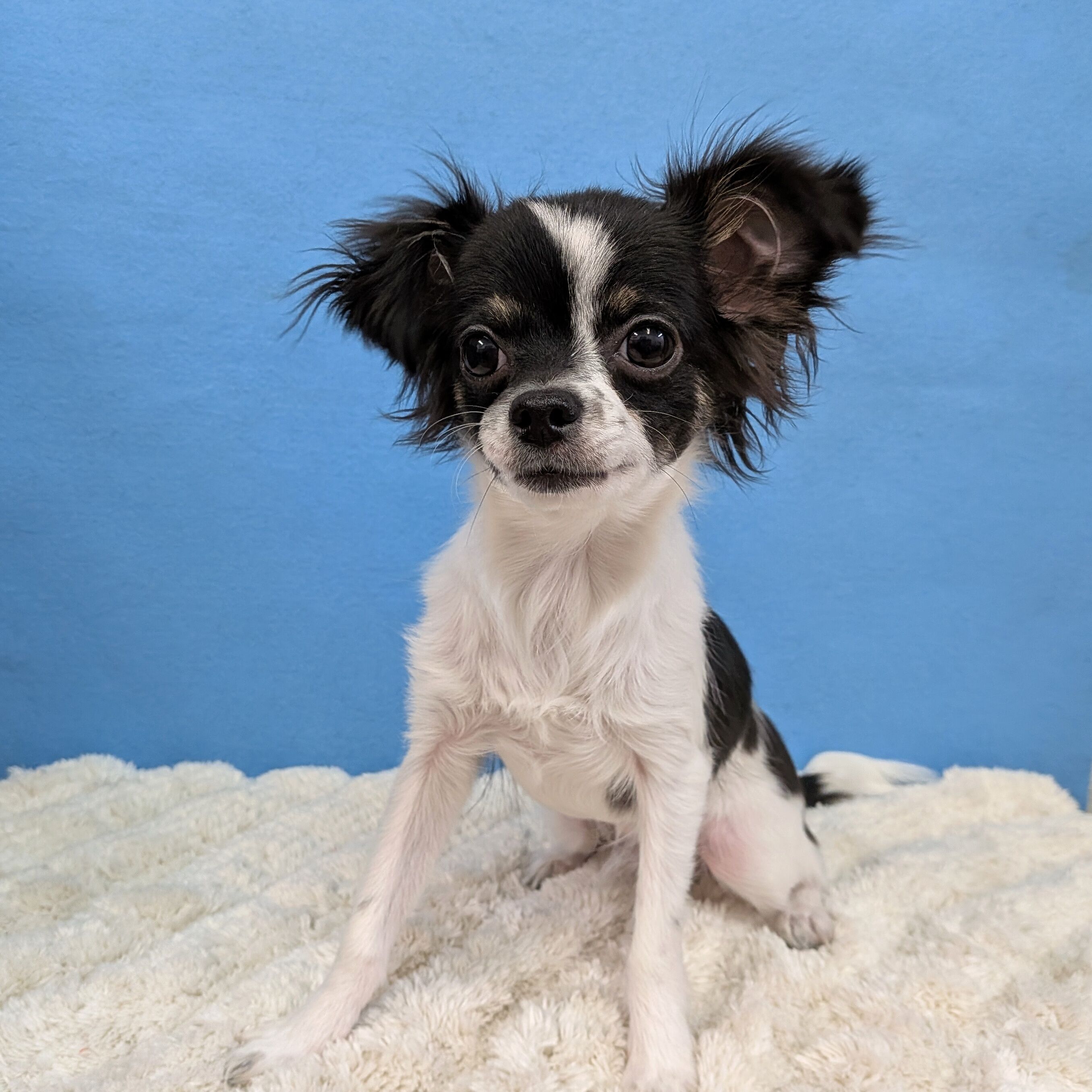 千葉県のチワワ(ロング) (かねだい四街道店/2025年8月3日生まれ/男の子/ブラックタンホワイト)の子犬の1枚目の画像