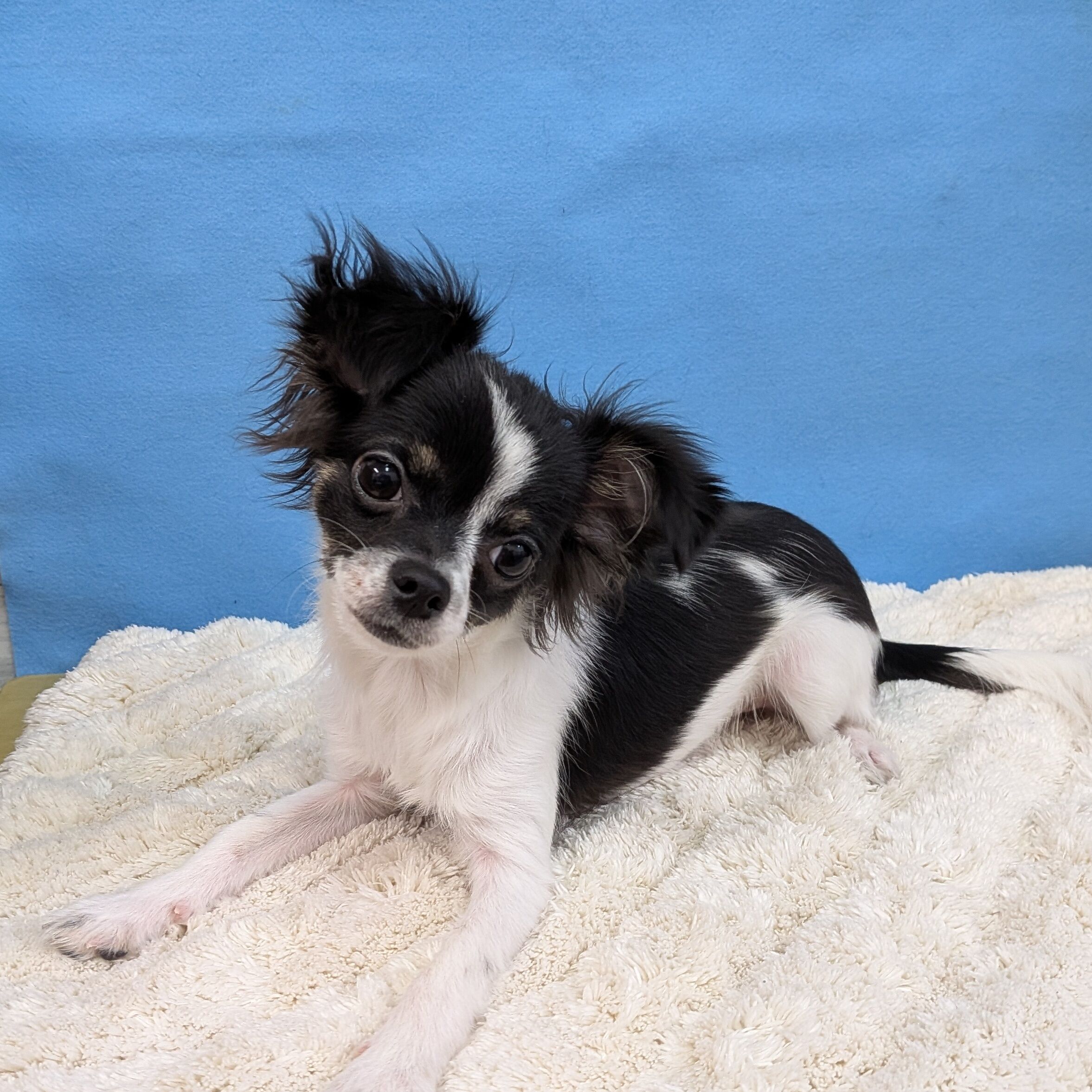 千葉県のチワワ(ロング) (かねだい四街道店/2025年8月3日生まれ/男の子/ブラックタンホワイト)の子犬の2枚目の画像