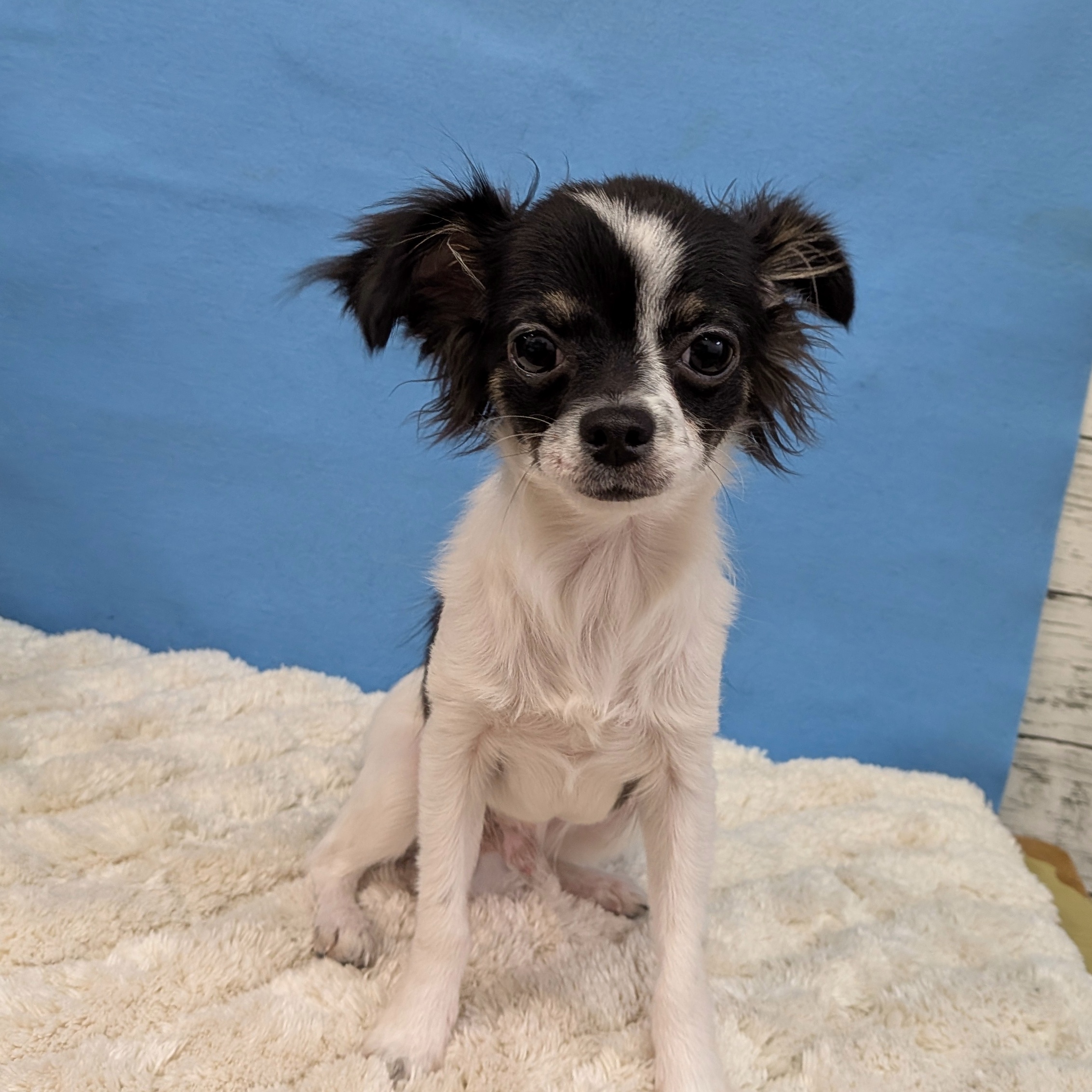 千葉県のチワワ(ロング) (かねだい四街道店/2025年8月3日生まれ/男の子/ブラックタンホワイト)の子犬の3枚目の画像