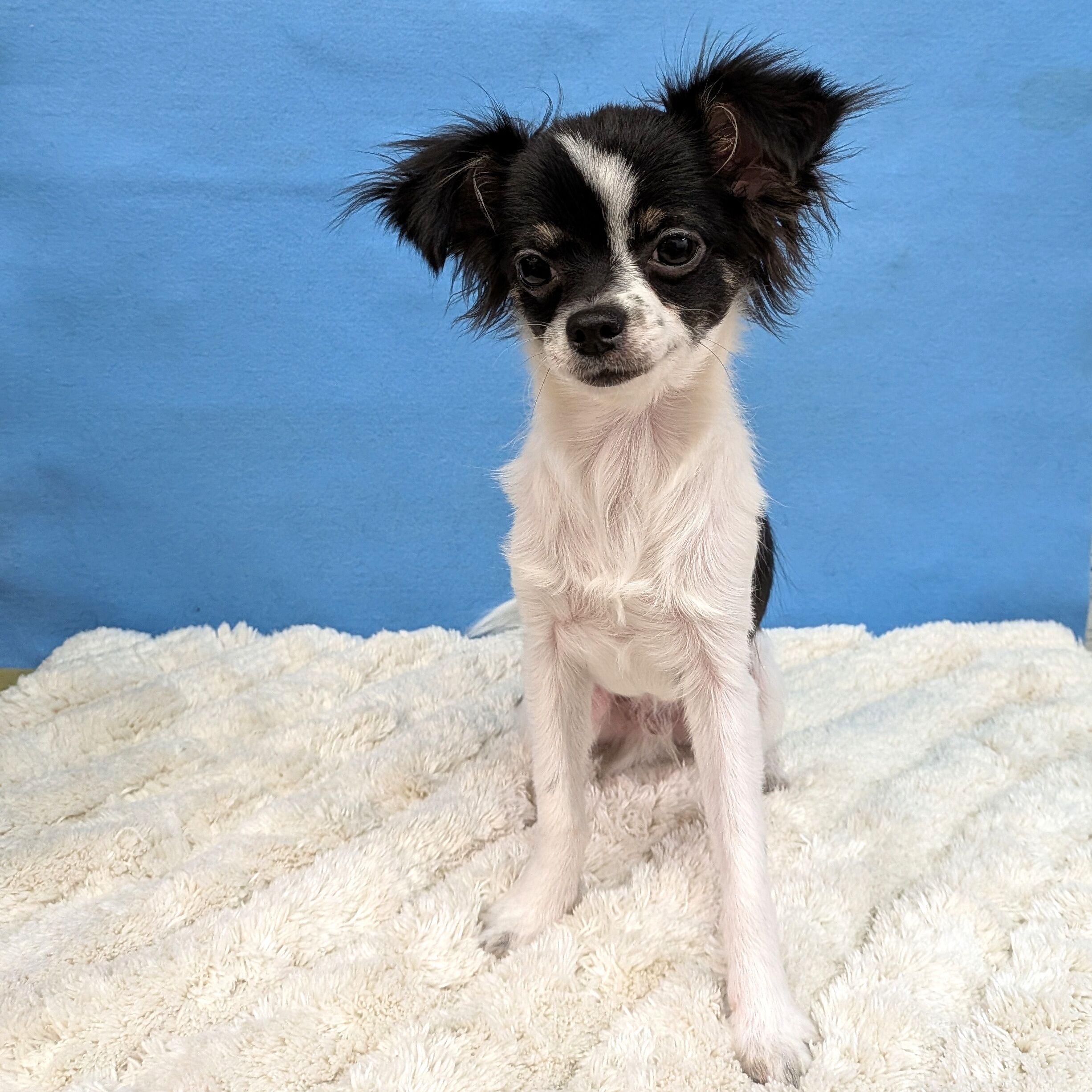 千葉県のチワワ(ロング) (かねだい四街道店/2025年8月3日生まれ/男の子/ブラックタンホワイト)の子犬の4枚目の画像