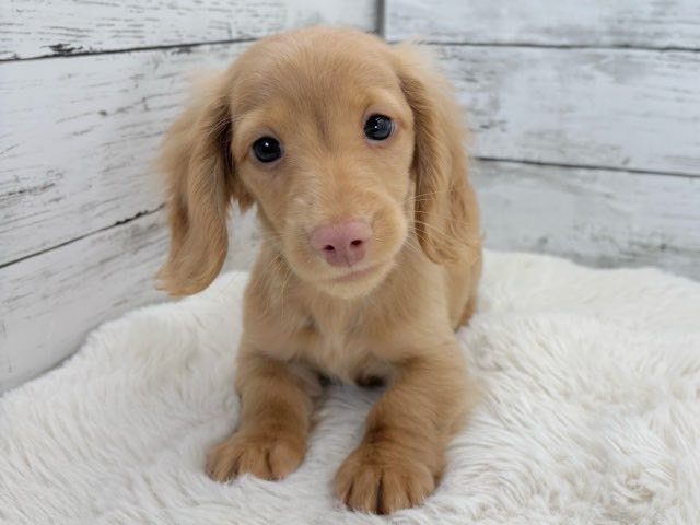 新潟県のミニチュアダックスフンド(ロング) (かねだいペットトライアル魚沼/2025年11月1日生まれ/男の子/ゴールド)の子犬の2枚目の画像