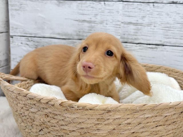 新潟県のミニチュアダックスフンド(ロング) (かねだいペットトライアル魚沼/2025年11月1日生まれ/男の子/ゴールド)の子犬の3枚目の画像