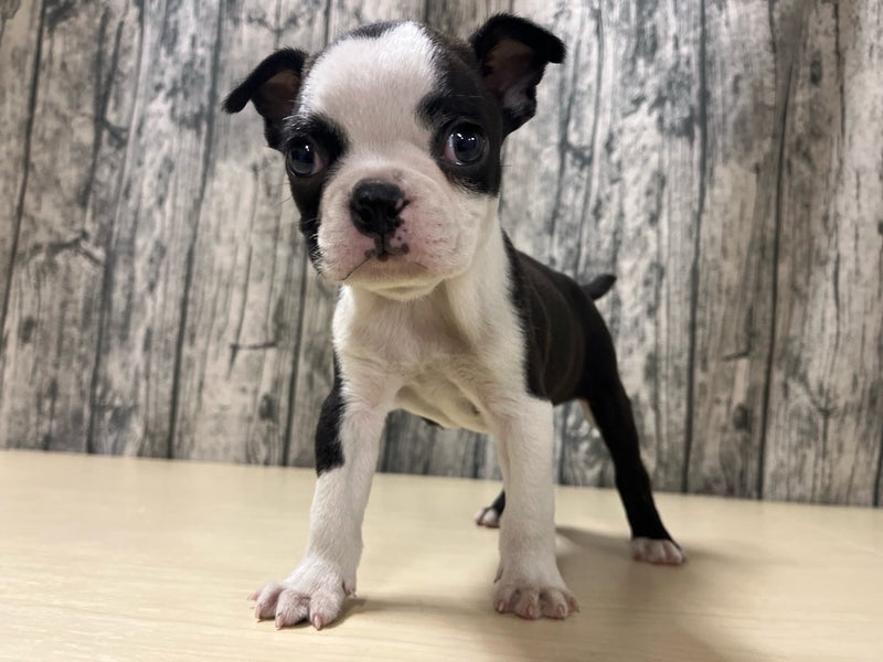 埼玉県のボストンテリア (かねだいアクアパーク店/2025年11月7日生まれ/男の子/ブリンドルホワイト)の子犬