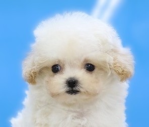 埼玉県のビションプー(ビションフリーゼ×プードル) (かねだい草加店/2025年11月11日生まれ/女の子/クリーム)の子犬の2枚目の画像