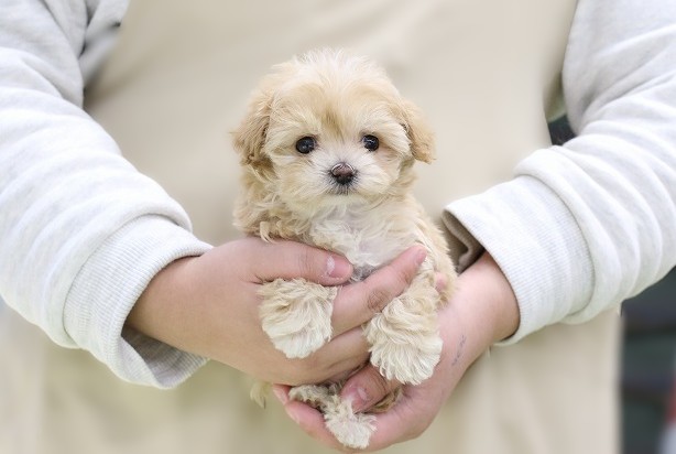 埼玉県のマルプー(マルチーズ×プードル) (かねだい草加店/2025年11月11日生まれ/女の子/アプリコットホワイト)の子犬の1枚目の画像