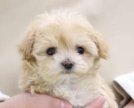 埼玉県のマルプー(マルチーズ×プードル) (かねだい草加店/2025年11月11日生まれ/女の子/アプリコットホワイト)の子犬の2枚目の画像