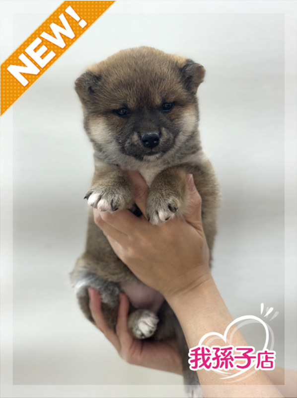 千葉県の柴犬(標準サイズ) (かねだい我孫子店/2025年11月3日生まれ/女の子/赤)の子犬の1枚目の画像