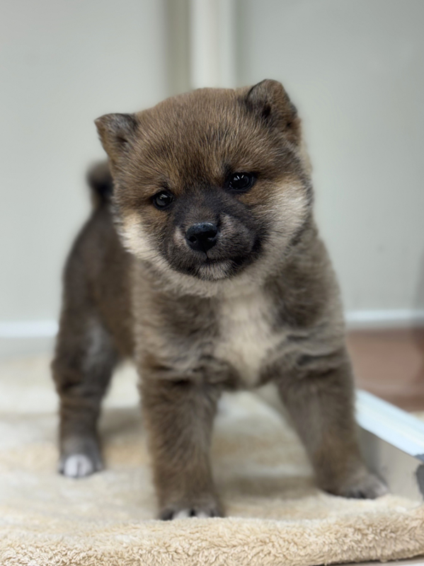 千葉県の柴犬(標準サイズ) (かねだい我孫子店/2025年11月3日生まれ/女の子/赤)の子犬の2枚目の画像