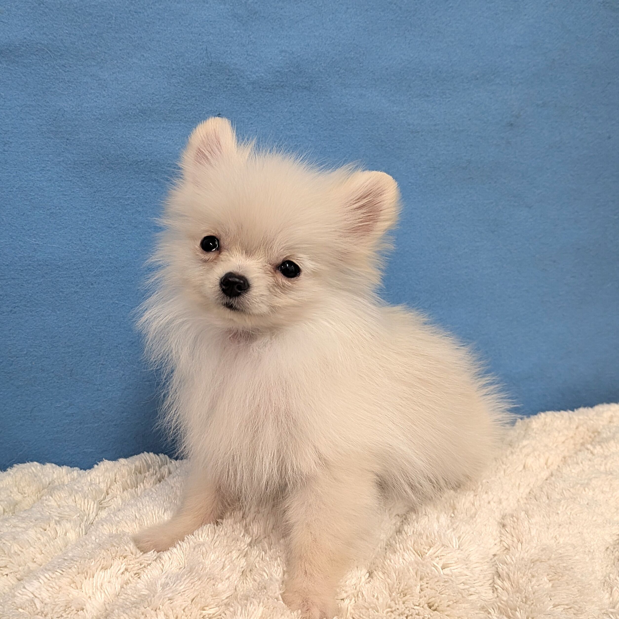 千葉県のポメラニアン (かねだい四街道店/2025年10月12日生まれ/男の子/クリーム)の子犬の2枚目の画像