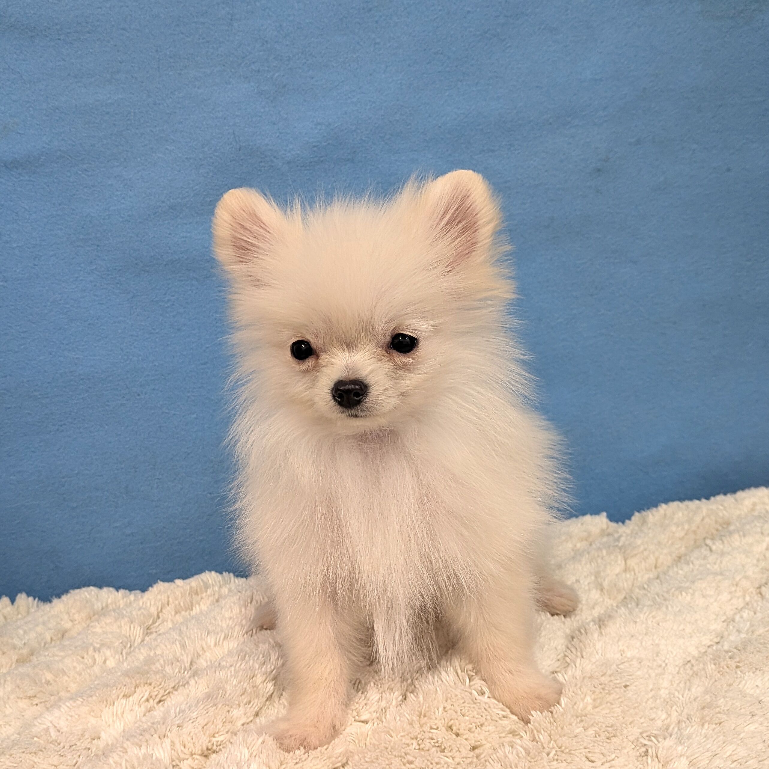 千葉県のポメラニアン (かねだい四街道店/2025年10月12日生まれ/男の子/クリーム)の子犬の3枚目の画像