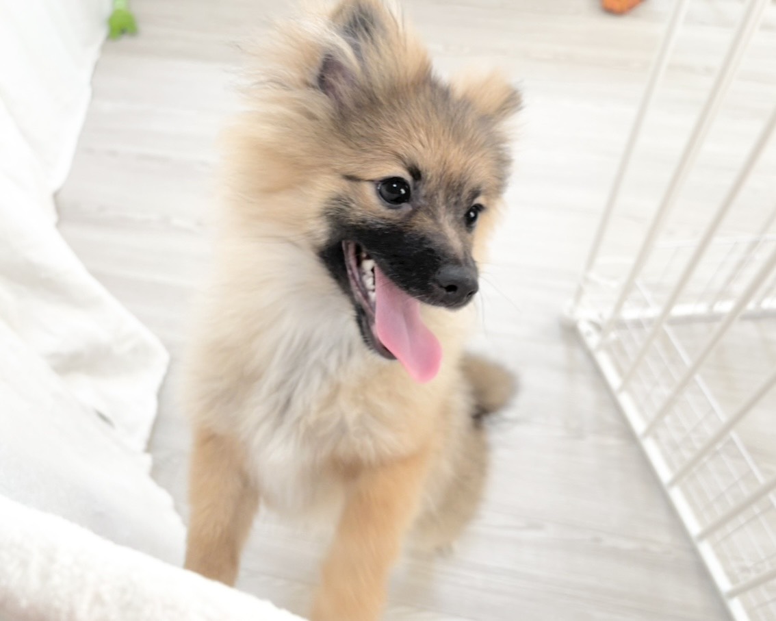 群馬県のポメラニアン (かねだいペットトライアル桐生/2025年8月4日生まれ/男の子/オレンジセーブル)の子犬の2枚目の画像