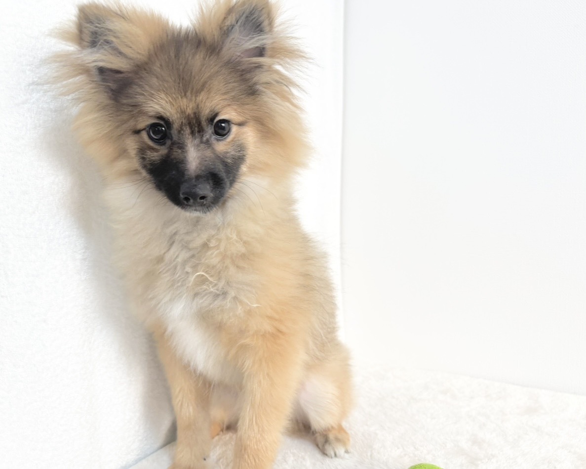 群馬県のポメラニアン (かねだいペットトライアル桐生/2025年8月4日生まれ/男の子/オレンジセーブル)の子犬の4枚目の画像