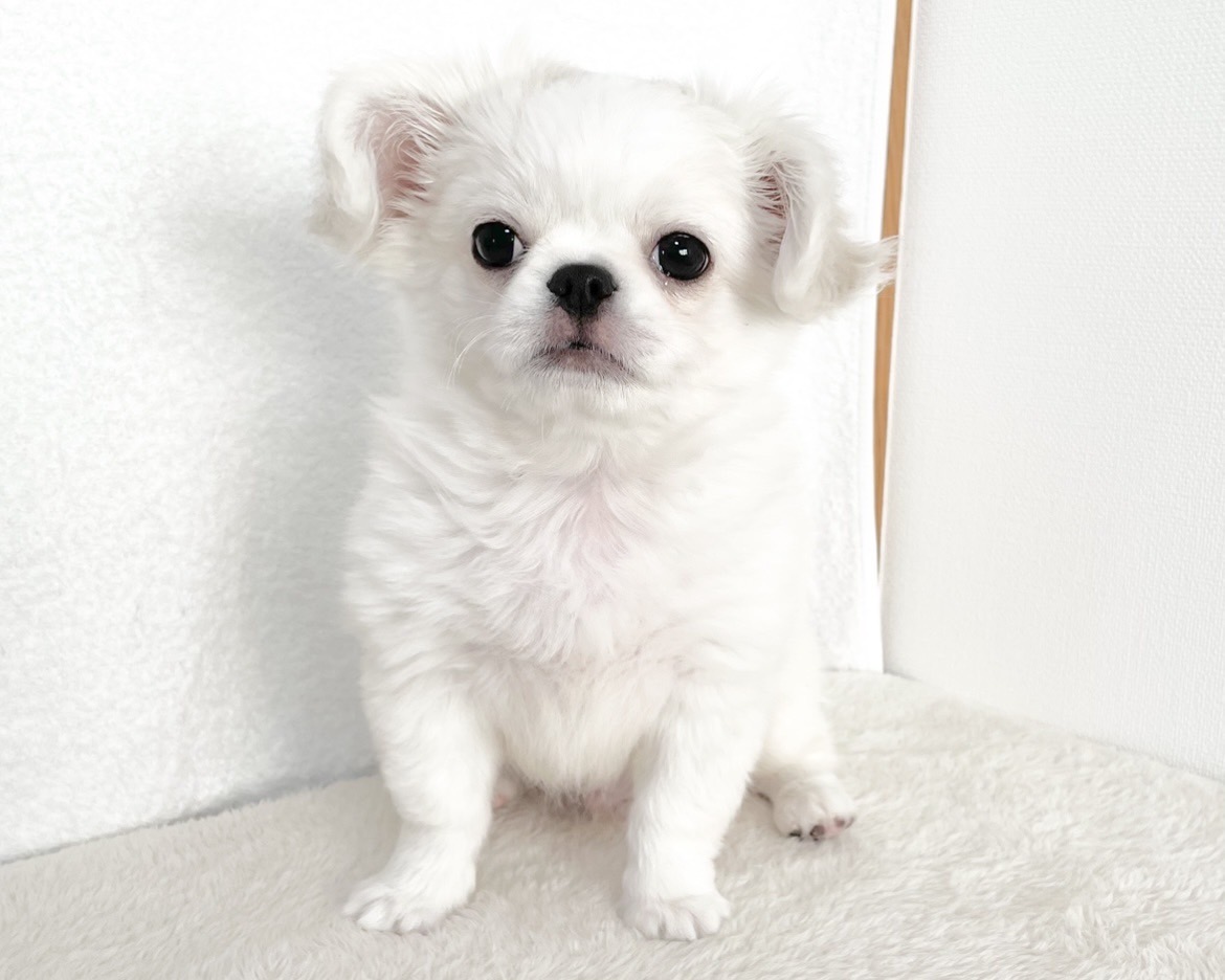 群馬県のチワペキ/ペキチー/ペキチワ(チワワ×ペキニーズ) (かねだいペットトライアル桐生/2025年10月5日生まれ/男の子/ホワイト)の子犬の2枚目の画像