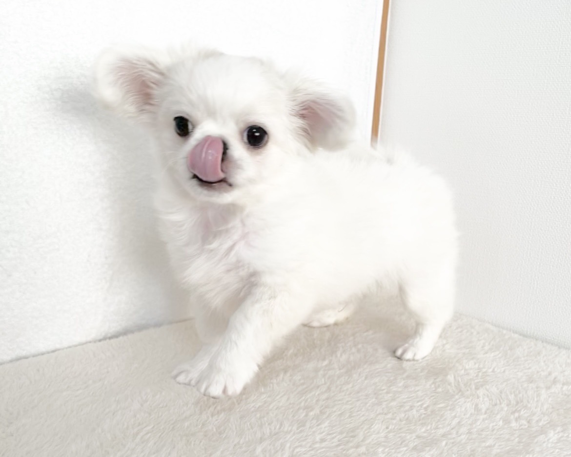 群馬県のチワペキ/ペキチー/ペキチワ(チワワ×ペキニーズ) (かねだいペットトライアル桐生/2025年10月5日生まれ/男の子/ホワイト)の子犬の4枚目の画像