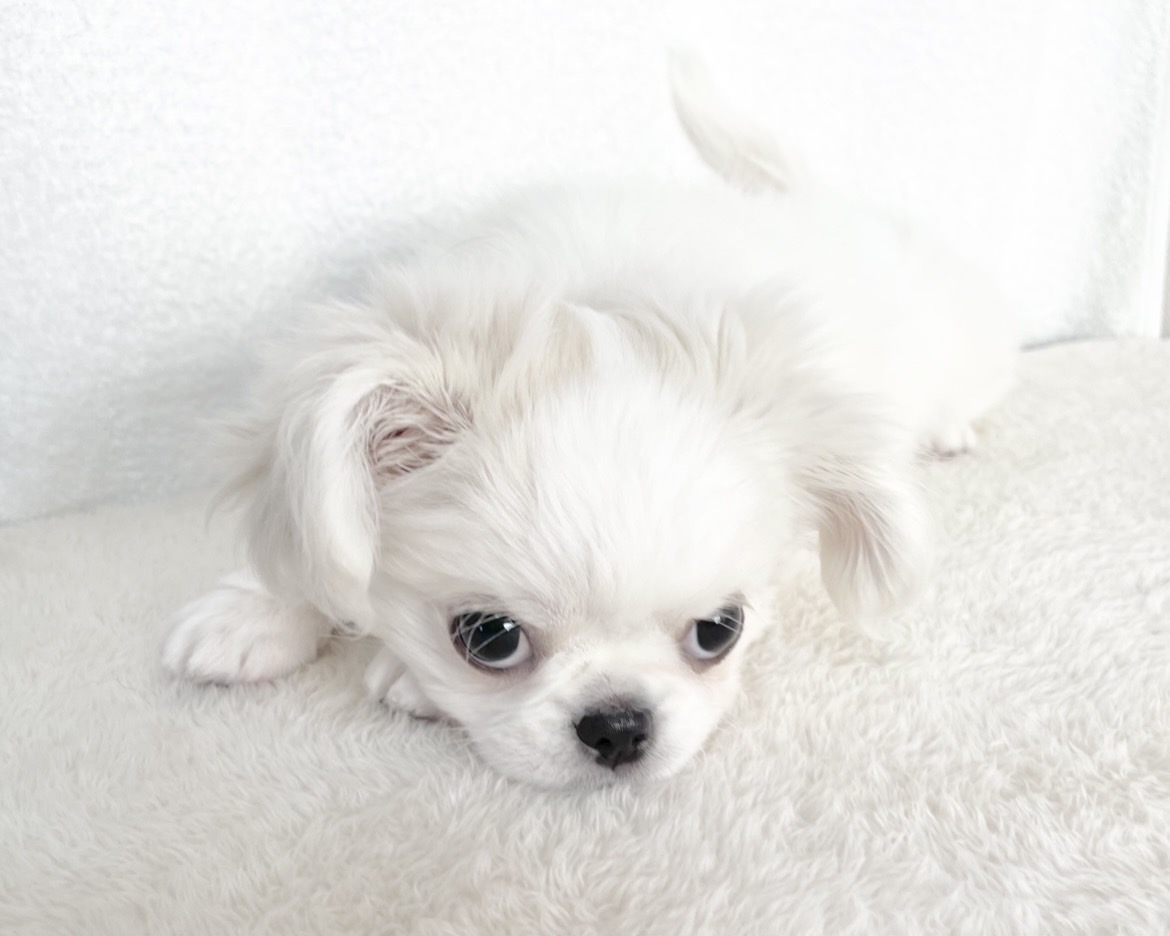 群馬県のチワペキ/ペキチー/ペキチワ(チワワ×ペキニーズ) (かねだいペットトライアル桐生/2025年10月5日生まれ/男の子/ホワイト)の子犬の3枚目の画像