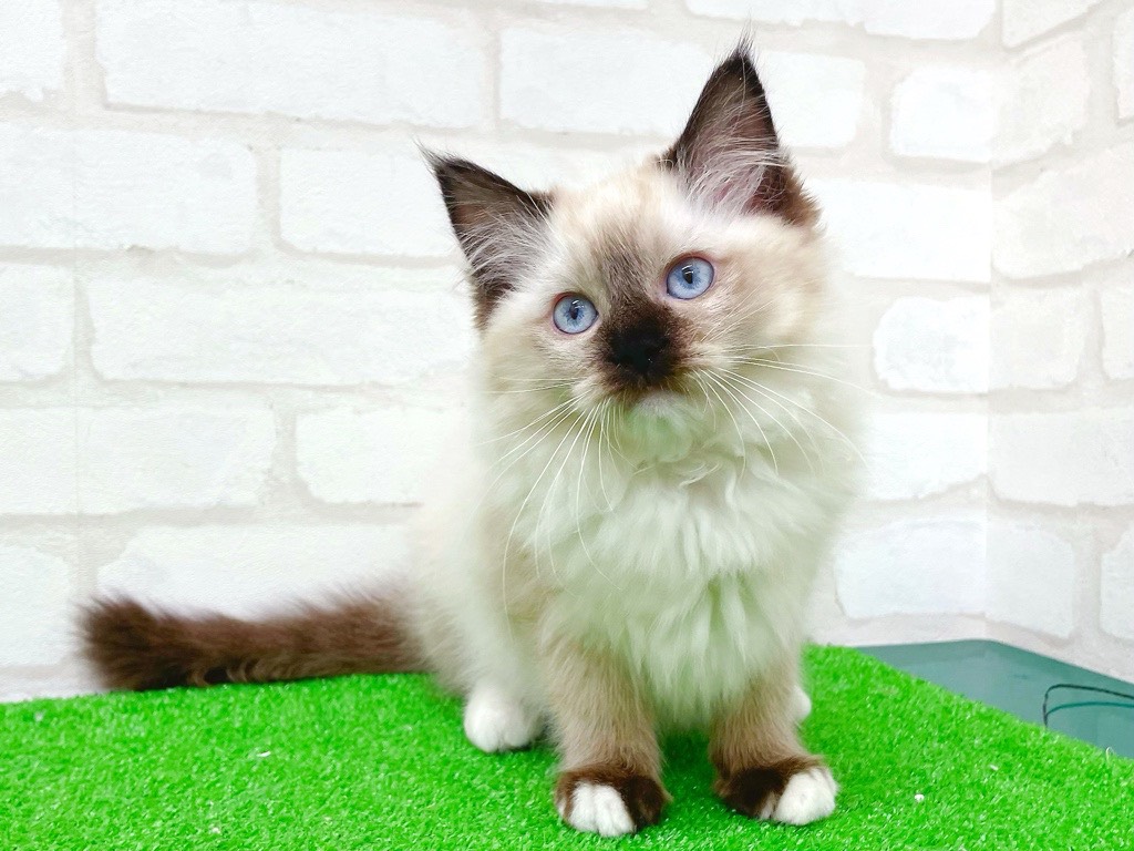 東京都のラグドール (かねだい立川店/2025年10月5日生まれ/女の子/シールポイントミテッド)の子猫の1枚目の画像