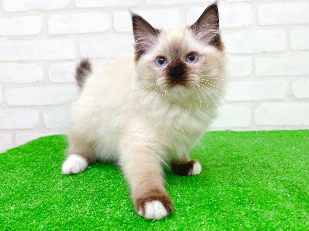 東京都のラグドール (かねだい立川店/2025年10月5日生まれ/女の子/シールポイントミテッド)の子猫の2枚目の画像