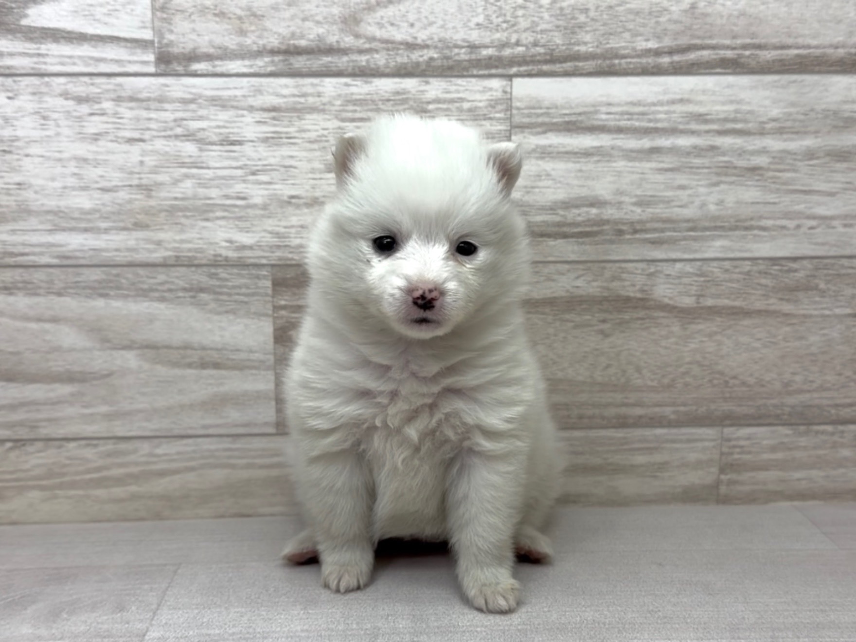 埼玉県のハーフ犬・ミックス犬 (かねだい桶川店/2025年10月27日生まれ/女の子/その他色)の子犬の2枚目の画像