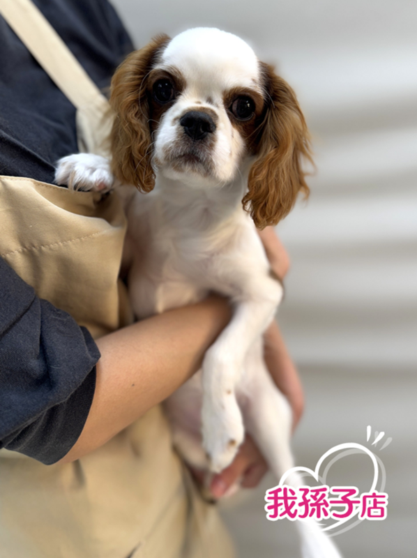 千葉県のキャバリアキングチャールズスパニエル (かねだい我孫子店/2025年8月28日生まれ/男の子/ブレンハイム)の子犬