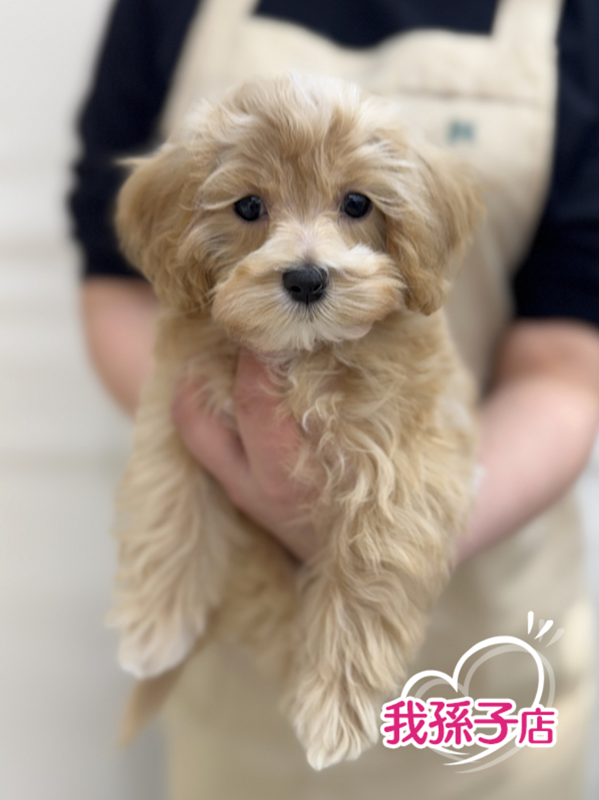 千葉県のマルプー(マルチーズ×プードル) (かねだい我孫子店/2025年10月3日生まれ/男の子/アプリコット)の子犬の1枚目の画像