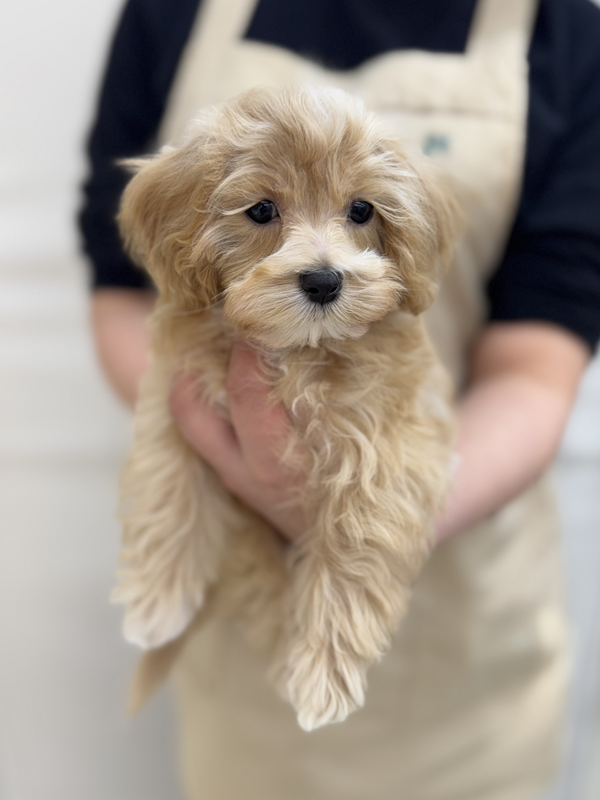 千葉県のマルプー(マルチーズ×プードル) (かねだい我孫子店/2025年10月3日生まれ/男の子/アプリコット)の子犬の2枚目の画像