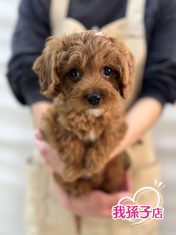 千葉県のキャバプー(キャバリア×プードル) (かねだい我孫子店/2025年10月19日生まれ/男の子/レッド)の子犬の1枚目の画像