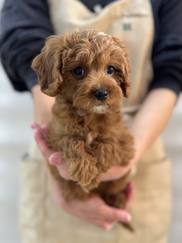 千葉県のキャバプー(キャバリア×プードル) (かねだい我孫子店/2025年10月19日生まれ/男の子/レッド)の子犬の2枚目の画像