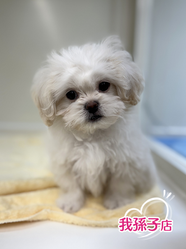 千葉県のペキプー(ペキニーズ×プードル) (かねだい我孫子店/2025年10月12日生まれ/男の子/その他色)の子犬の1枚目の画像