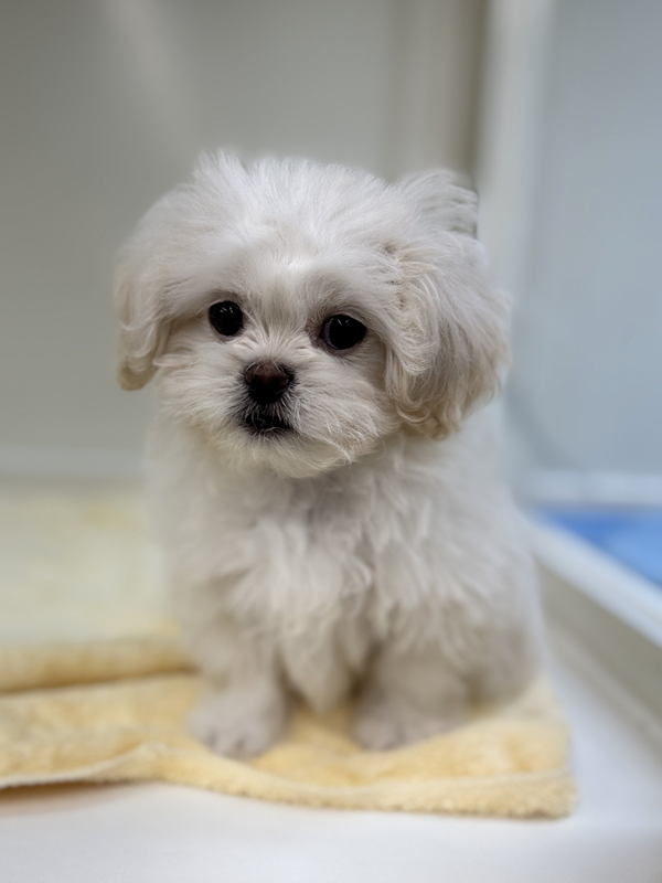 千葉県のペキプー(ペキニーズ×プードル) (かねだい我孫子店/2025年10月12日生まれ/男の子/その他色)の子犬の2枚目の画像