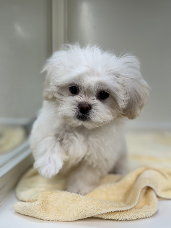 千葉県のペキプー(ペキニーズ×プードル) (かねだい我孫子店/2025年10月12日生まれ/男の子/その他色)の子犬の3枚目の画像