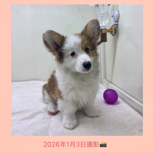 埼玉県のウェルシュコーギーペンブローク (かねだい桶川店/2025年10月7日生まれ/女の子/セーブルホワイト)の子犬の3枚目の画像