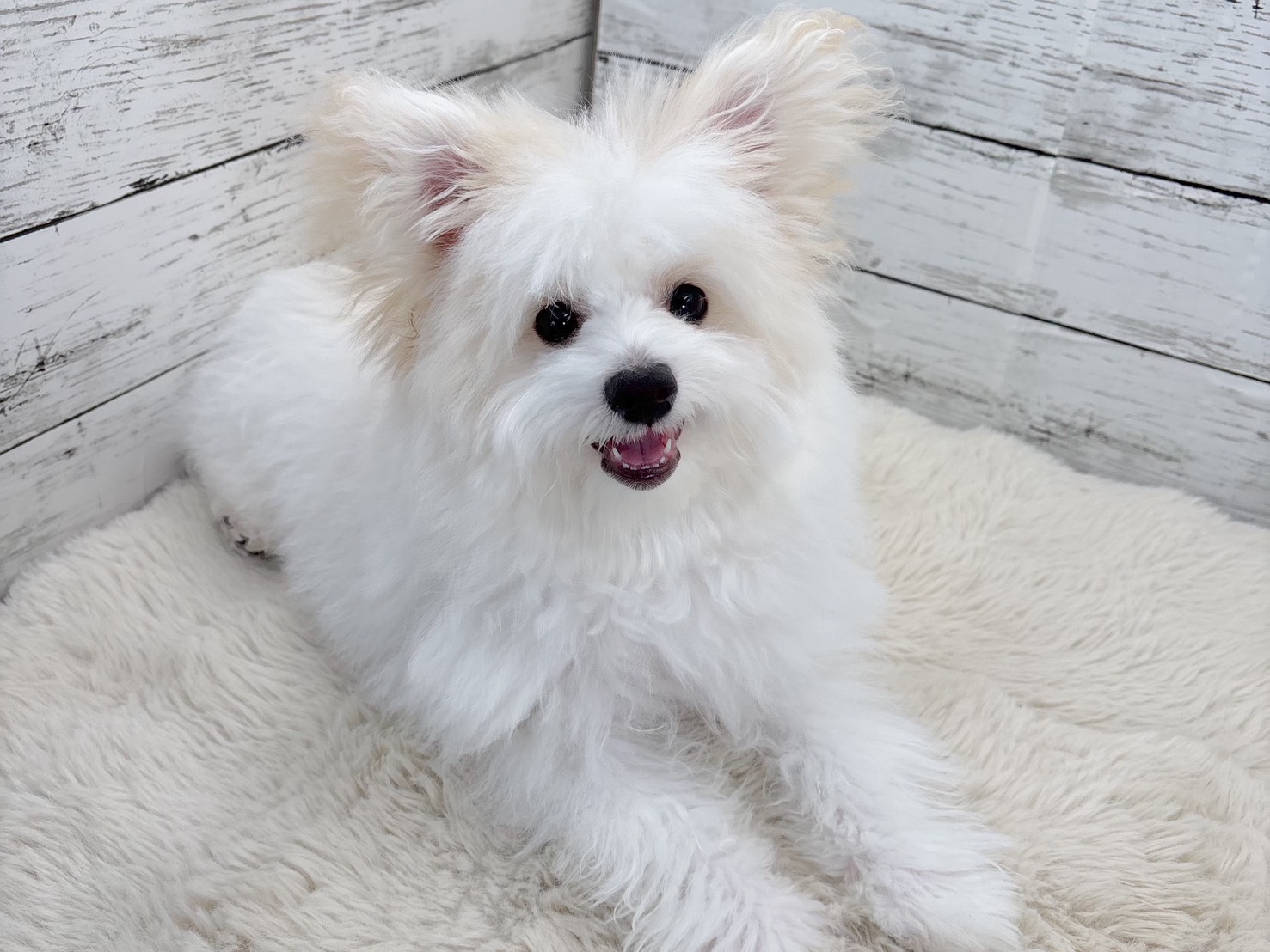 新潟県のポメビション(ポメラニアン×ビションフリーゼ) (かねだいペットトライアル魚沼/2025年8月8日生まれ/男の子/ホワイト)の子犬の1枚目の画像