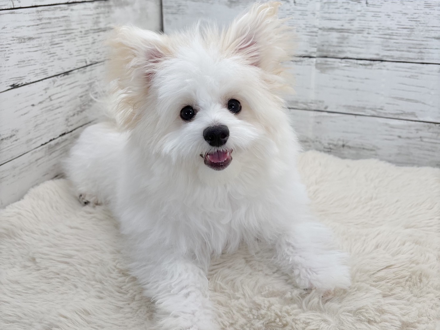 新潟県のポメビション(ポメラニアン×ビションフリーゼ) (かねだいペットトライアル魚沼/2025年8月8日生まれ/男の子/ホワイト)の子犬の2枚目の画像