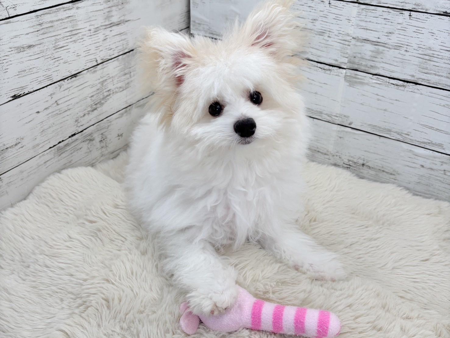 新潟県のポメビション(ポメラニアン×ビションフリーゼ) (かねだいペットトライアル魚沼/2025年8月8日生まれ/男の子/ホワイト)の子犬の3枚目の画像